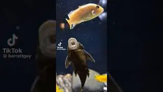 Singing Fish Opera Fish #люблю