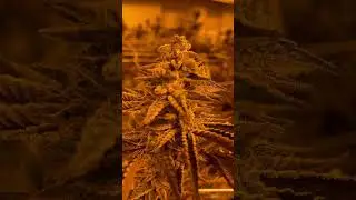 Gelato33 x Platinum x Wilson