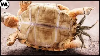 Cuando Una Tortuga Muere, Algo Sale De Ella