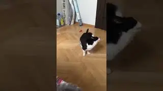 Кот Гашик эпично убегает от Пуши :3