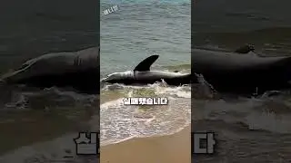 해변에 떠밀려와 죽은 줄 알았던 상어 구조