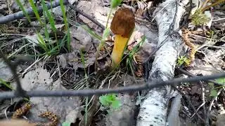 Где любит расти гриб сморчок.