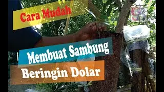 cara mudah membuat sambungan beringin