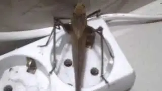The sound of grasshopper