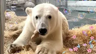 🐻🤤 Медведь Диксон любит посмаковать обертку от ароматной рыбки 🤗  Bear Dixon
