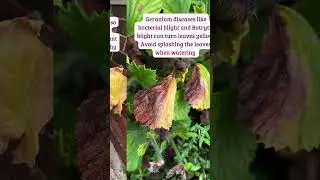 3 Reasons Why Your Geranium Leaves May Be Turning Yellow #shorts #geranium #gardeningtips