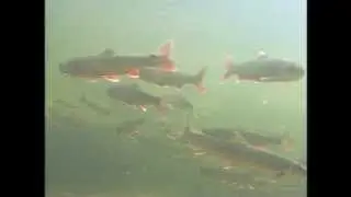 røye filmet under vann.