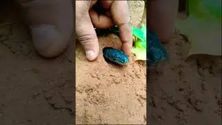 desert black snake trap in to the fingers । 