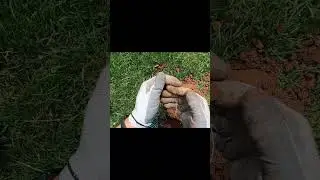 Немножко про мой хобби 😁💪💪💪 #коп #кладоискатели #монеты #история #metaldetecting