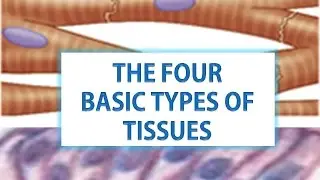THE FOUR BASIC TYPES OF TISSUES