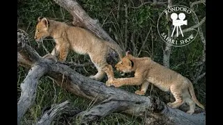 Lion cubs playing on a fallen tree