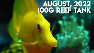 100 g reef tank | august 2022