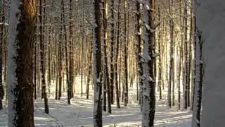 Зимнее утро в сосновом лесу