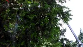 ЧЕШМА - КАПКОВО НАПОЯВАНЕ