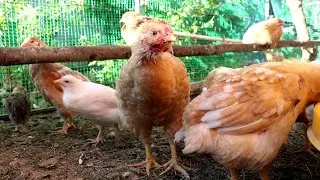 Fawn and white mini-meat chickens
