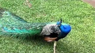 Make Peacock spread his feather!!!