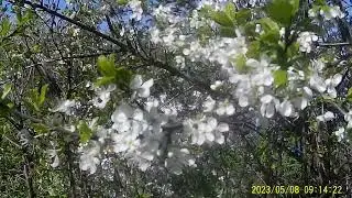 Опыление Сливы пчёлами при помощи медового раствора.