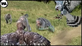 This Is How Two Harpy Eagles Almost Destroyed Monkey Island