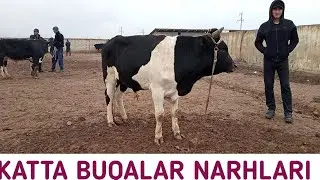 KATTA BUQALAR NARHLARI SURXONDARO VILOYATI QIZIRIQ JAHON MOL BOZORIDA 
