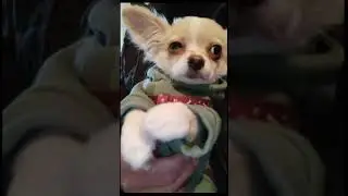 Чихуахуа Вилли дрожит