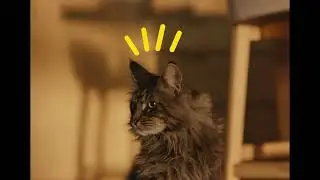 AdTab mačka video 11s