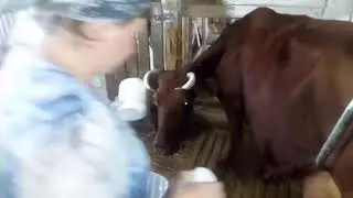 Эстафета,,ЧИСТОЕ МОЛОКО,, поэтапное доение коров