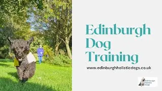 Dog Trainer Edinburgh Rescue Dog (and Owner) Training Professional Suzanne Gould Anxiety Specialist