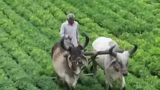 jambo &dhoro #બળદ #ramlakhan #vadhiyara #balad