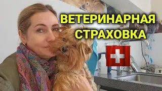 страхование животных в Швейцарии | как и где оформить| что покрывает
