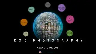 Opportunities to enter into the Dog Photography