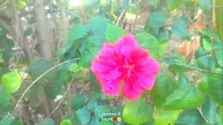 natural scene☀️🌸😍
