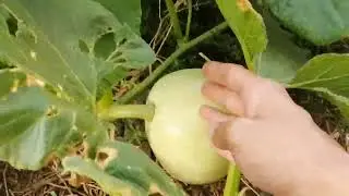 Уход за тыквой в августе. #тыква
