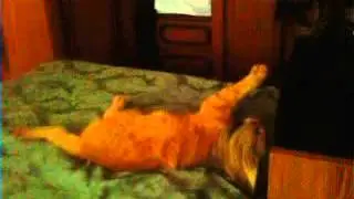 Пёс против кота 2