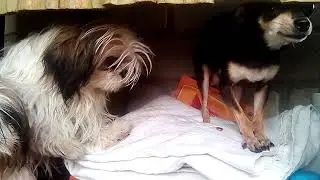 Той терьер в гостях у шитцу