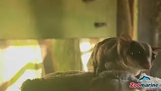 Petauro