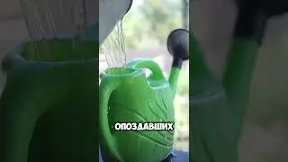 Секретная подкормка перцев пивом ☘