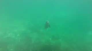 Local seal at Abrolhos islands