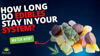 How long do edibles stay in your system?