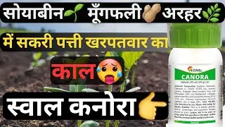 सकरी पत्ती खरपतवार के लिये इससे बेहतर दवाई नहीं👌| #canora | #कनोरा | #soyabean