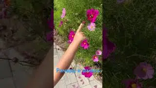 Ричард и шмель#shorts