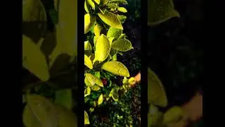 My first editing🥳| perfect editing like masters | subscribe my channel more editing 
