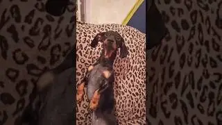 Сонька🐕 