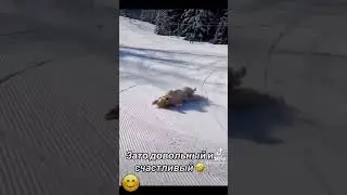 Приколы
