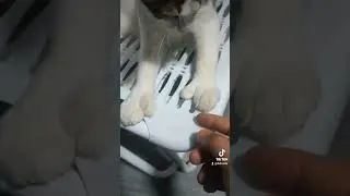 cat extra finger.   #cat #funny