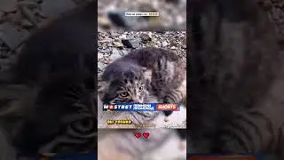 Муж и ЖЕНА НАШЛИ В КАНАВЕ КОТА.. Как ОНИ ПОТОМ ПОЖАЛЕЛИ!😱