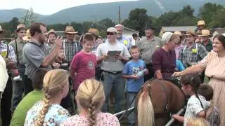 Amish Miniature Horse Sale