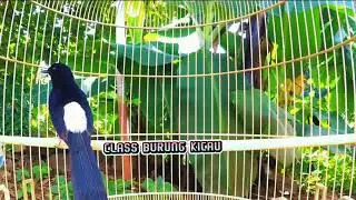 MURAI BATU ANDA GAK AKAN MAU DIAM dan PASTI EMOSI DENGAN TEMBAKAN DAHSYAT