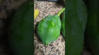 Is it true?  Ripping a Green Papaya? Testing this Tip!  #papaya #papayacutting #papayaplant