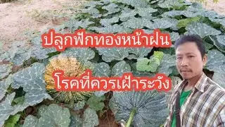 ปลูกฟักทองหน้าฝนโรคที่ควรระวัง