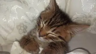 Сладкий котенок спик как ребенок